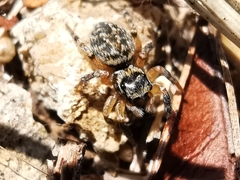 Euophrys