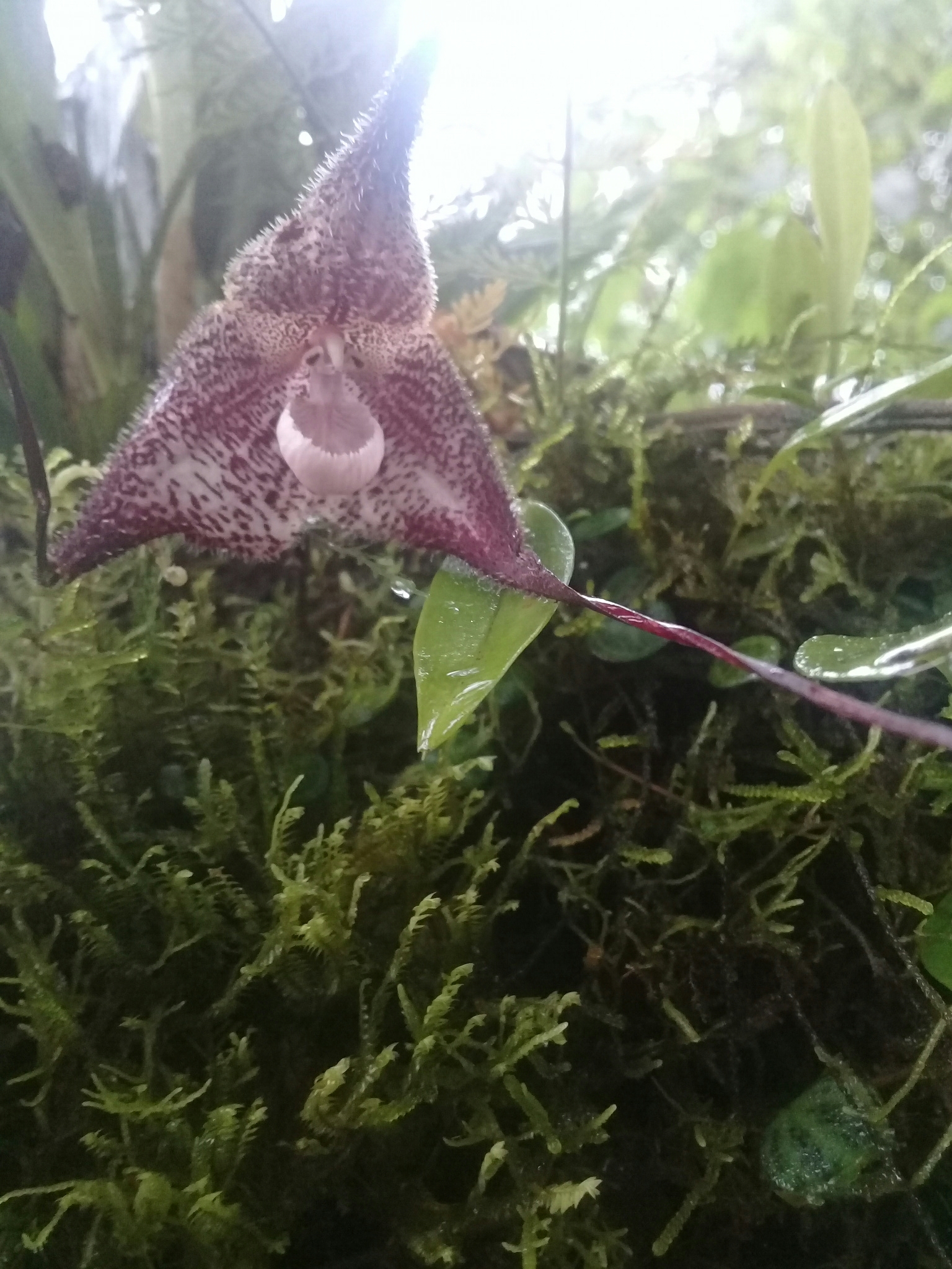 Photos of Dracula lafleurii · iNaturalist, image size:1536x2048