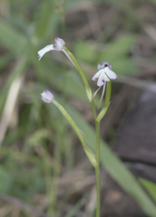 Cynorkis fastigiata