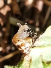 Cochlicella