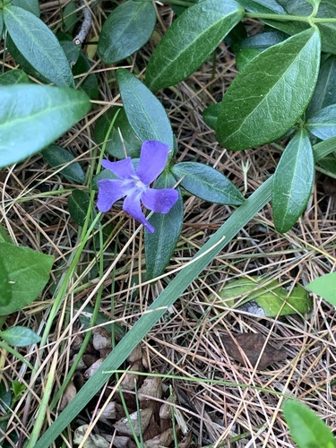 photo of Greater Periwinkle (Vinca major)