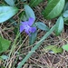 photo of Greater Periwinkle (Vinca major)