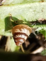 Cochlicella