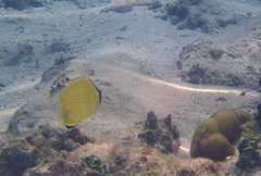 Chaetodon citrinellus