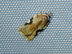 Acleris cervinana