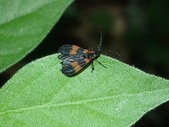 Calopteron discrepans