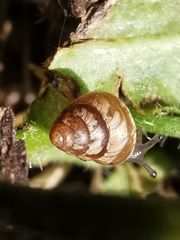 Cochlicella