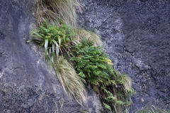 Anisotome lyallii