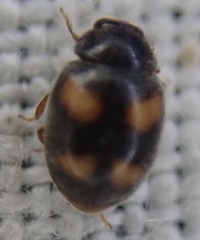 Nephus quadrimaculatus