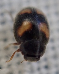 Nephus quadrimaculatus