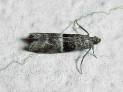 Elegia atrifasciella