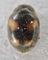 Nephus quadrimaculatus