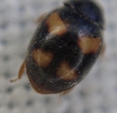 Nephus quadrimaculatus