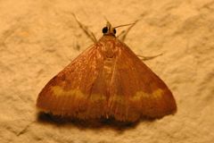 Pyrausta pseuderosnealis