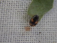 Nephus quadrimaculatus