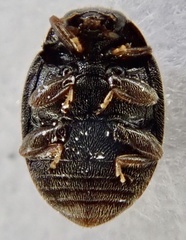 Nephus quadrimaculatus