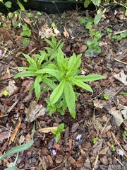 Veronicastrum virginicum