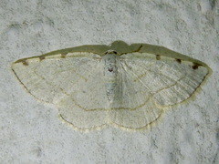 Stegania trimaculata