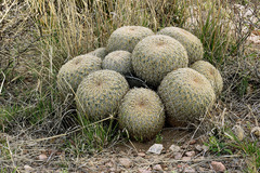 Coryphantha recurvata recurvata