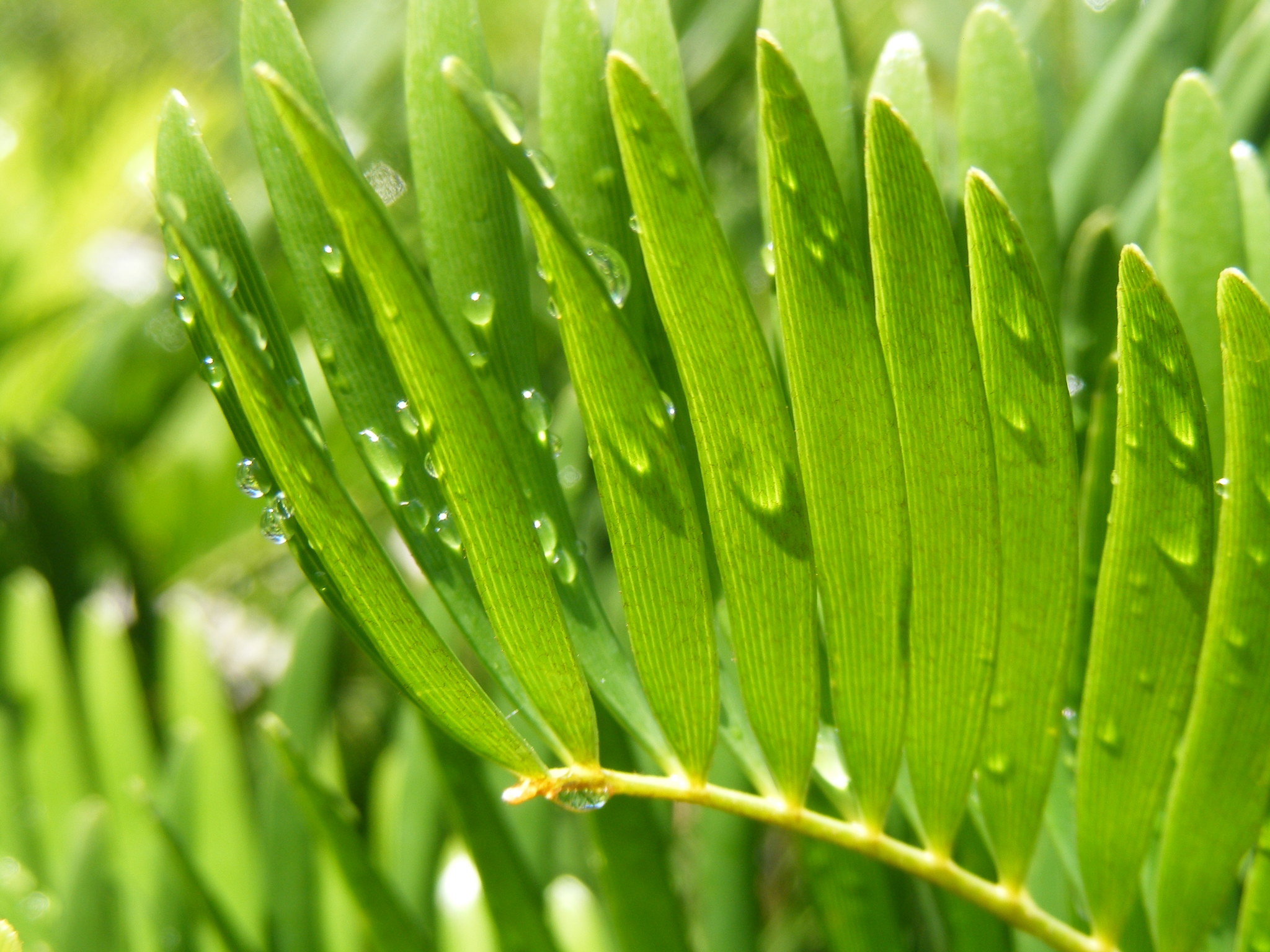 Zamia integrifolia