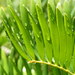 Zamia integrifolia - Photo (c) Jenny Evans，保留部份權利CC BY-NC