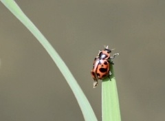Coleomegilla cubensis