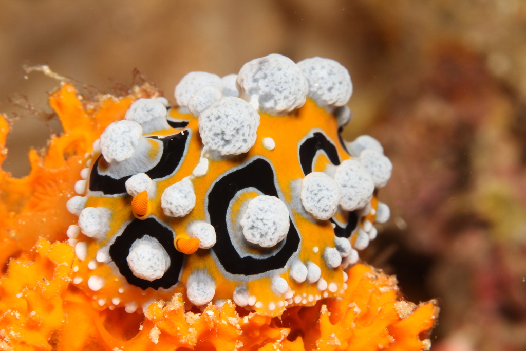 Ocellate Phyllidia