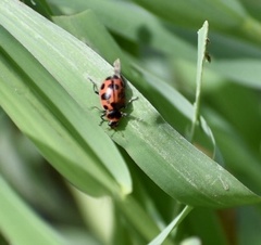 Coleomegilla cubensis