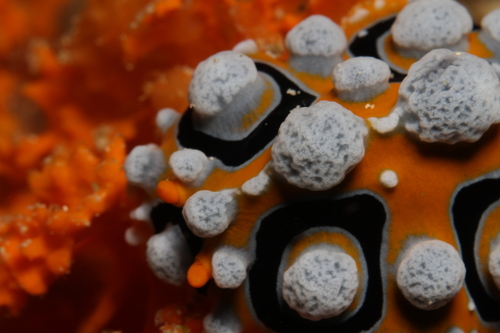 Ocellate Phyllidia