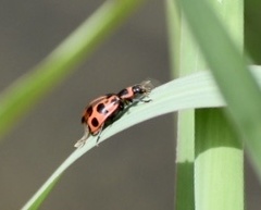 Coleomegilla cubensis