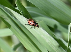 Coleomegilla cubensis