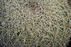 Coryphantha recurvata recurvata