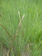 Melica spectabilis