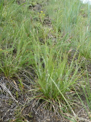 Danthonia unispicata