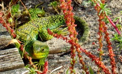 Timon lepidus ibericus