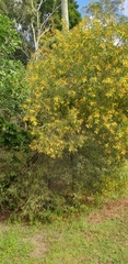 Acacia aulacocarpa