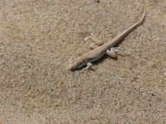 Acanthodactylus longipes