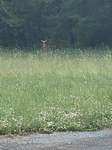 photo of White-tailed Deer (Odocoileus virginianus)