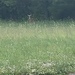 photo of White-tailed Deer (Odocoileus virginianus)