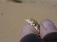 Acanthodactylus longipes