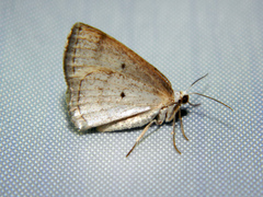 Lomographa glomeraria