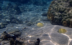 Chaetodon citrinellus