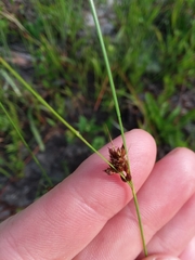 Rhynchospora plumosa
