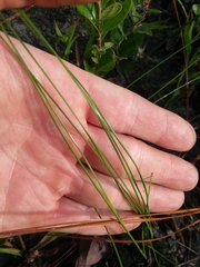 Rhynchospora plumosa