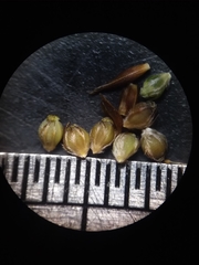 Rhynchospora plumosa