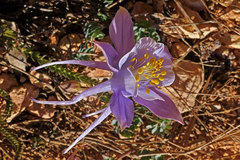 Aquilegia coerulea