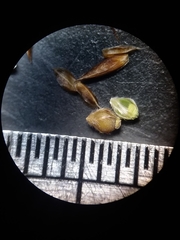 Rhynchospora plumosa