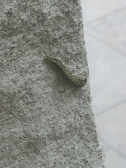 Cydalima