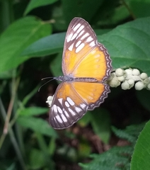 Mestra hersilia hersilia