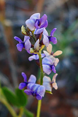 Pediomelum tenuiflorum